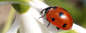 Coccinella